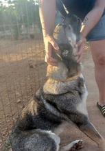 PERSEUS, Hund, Mischlingshund in Griechenland - Bild 5