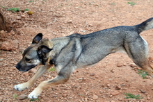 PERSEUS, Hund, Mischlingshund in Griechenland - Bild 6