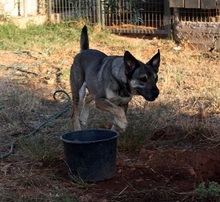 PERSEUS, Hund, Mischlingshund in Griechenland - Bild 7