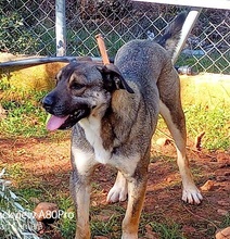 PERSEUS, Hund, Mischlingshund in Griechenland - Bild 8