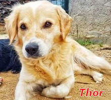 THOR, Hund, Golden Retriever-Mix in Italien - Bild 12