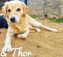 THOR, Hund, Golden Retriever-Mix in Italien - Bild 16