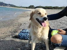 THOR, Hund, Golden Retriever-Mix in Italien - Bild 2