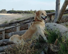 THOR, Hund, Golden Retriever-Mix in Italien - Bild 4