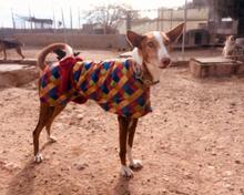 FLAY, Hund, Podenco Ibicenco in Spanien - Bild 2