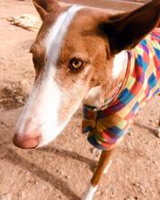 FLAY, Hund, Podenco Ibicenco in Spanien - Bild 5