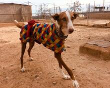 FLAY, Hund, Podenco Ibicenco in Spanien - Bild 8