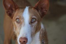 FLAY, Hund, Podenco Ibicenco in Spanien - Bild 9