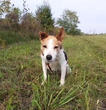SCOOBY, Hund, Beagle-Mix in Ungarn - Bild 1