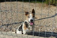 SCOOBY, Hund, Beagle-Mix in Ungarn - Bild 2