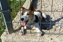 SCOOBY, Hund, Beagle-Mix in Ungarn - Bild 3