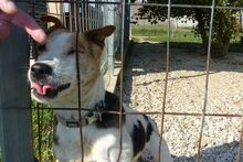 SCOOBY, Hund, Beagle-Mix in Ungarn - Bild 4