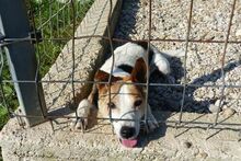 SCOOBY, Hund, Beagle-Mix in Ungarn - Bild 5