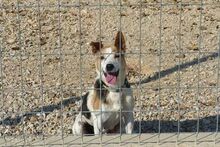 SCOOBY, Hund, Beagle-Mix in Ungarn - Bild 6