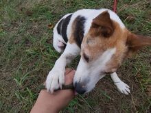 SCOOBY, Hund, Beagle-Mix in Ungarn - Bild 7