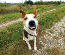 SCOOBY, Hund, Beagle-Mix in Ungarn - Bild 9