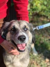 TANYA, Hund, Mischlingshund in Ungarn - Bild 5