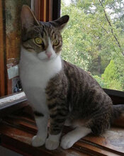 TORO, Katze, Hauskatze in Bulgarien - Bild 1