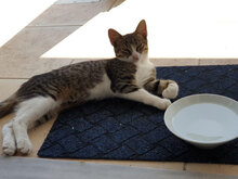 TORO, Katze, Hauskatze in Bulgarien - Bild 2