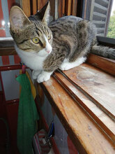 TORO, Katze, Hauskatze in Bulgarien - Bild 3