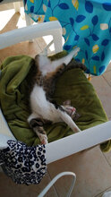 TORO, Katze, Hauskatze in Bulgarien - Bild 4