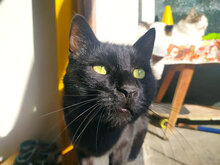 BLACKJACK, Katze, Hauskatze in Bulgarien - Bild 4