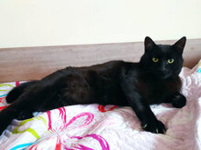BLACKJACK, Katze, Hauskatze in Bulgarien - Bild 5