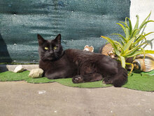 BLACKJACK, Katze, Hauskatze in Bulgarien - Bild 8