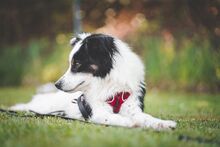 GREY, Hund, Mischlingshund in Unterkirnach - Bild 19