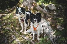 GREY, Hund, Mischlingshund in Unterkirnach - Bild 2