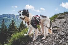 GREY, Hund, Mischlingshund in Unterkirnach - Bild 3