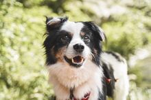 GREY, Hund, Mischlingshund in Unterkirnach - Bild 4