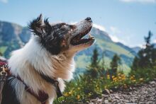 GREY, Hund, Mischlingshund in Unterkirnach - Bild 5