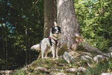 GREY, Hund, Mischlingshund in Unterkirnach - Bild 9