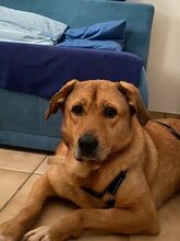 RIJO, Hund, Mischlingshund in Bulgarien - Bild 1