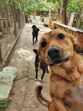 RIJO, Hund, Mischlingshund in Bulgarien - Bild 11