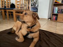 RIJO, Hund, Mischlingshund in Bulgarien - Bild 3