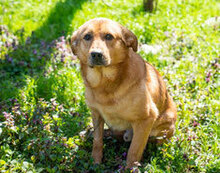 RIJO, Hund, Mischlingshund in Bulgarien - Bild 7