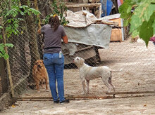RIJO, Hund, Mischlingshund in Bulgarien - Bild 9