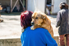 RIJO, Hund, Mischlingshund in Worms - Bild 12
