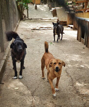 RIJO, Hund, Mischlingshund in Worms - Bild 14