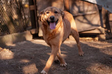 RIJO, Hund, Mischlingshund in Worms - Bild 5
