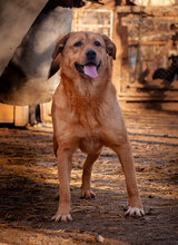 RIJO, Hund, Mischlingshund in Worms - Bild 6