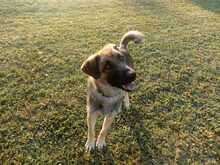 JOEY, Hund, Mischlingshund in Griechenland - Bild 1
