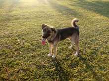 JOEY, Hund, Mischlingshund in Griechenland - Bild 2