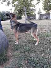 JOEY, Hund, Mischlingshund in Griechenland - Bild 3