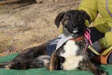 FRESA, Hund, Herdenschutzhund-Mix in Spanien - Bild 4