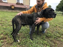 SABA4, Hund, Mischlingshund in Ungarn - Bild 1
