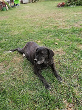 SABA4, Hund, Mischlingshund in Ungarn - Bild 2