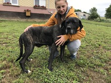 SABA4, Hund, Mischlingshund in Ungarn - Bild 4